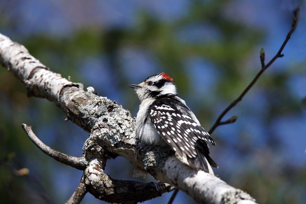 Male Hairy Woodpecker